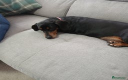 Dachshund dogs for sale: Dachshund girl for sale  - Image 2