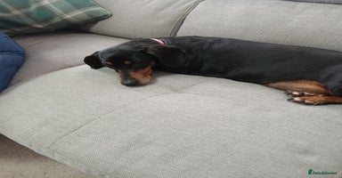 Dachshund dogs - Advert 1