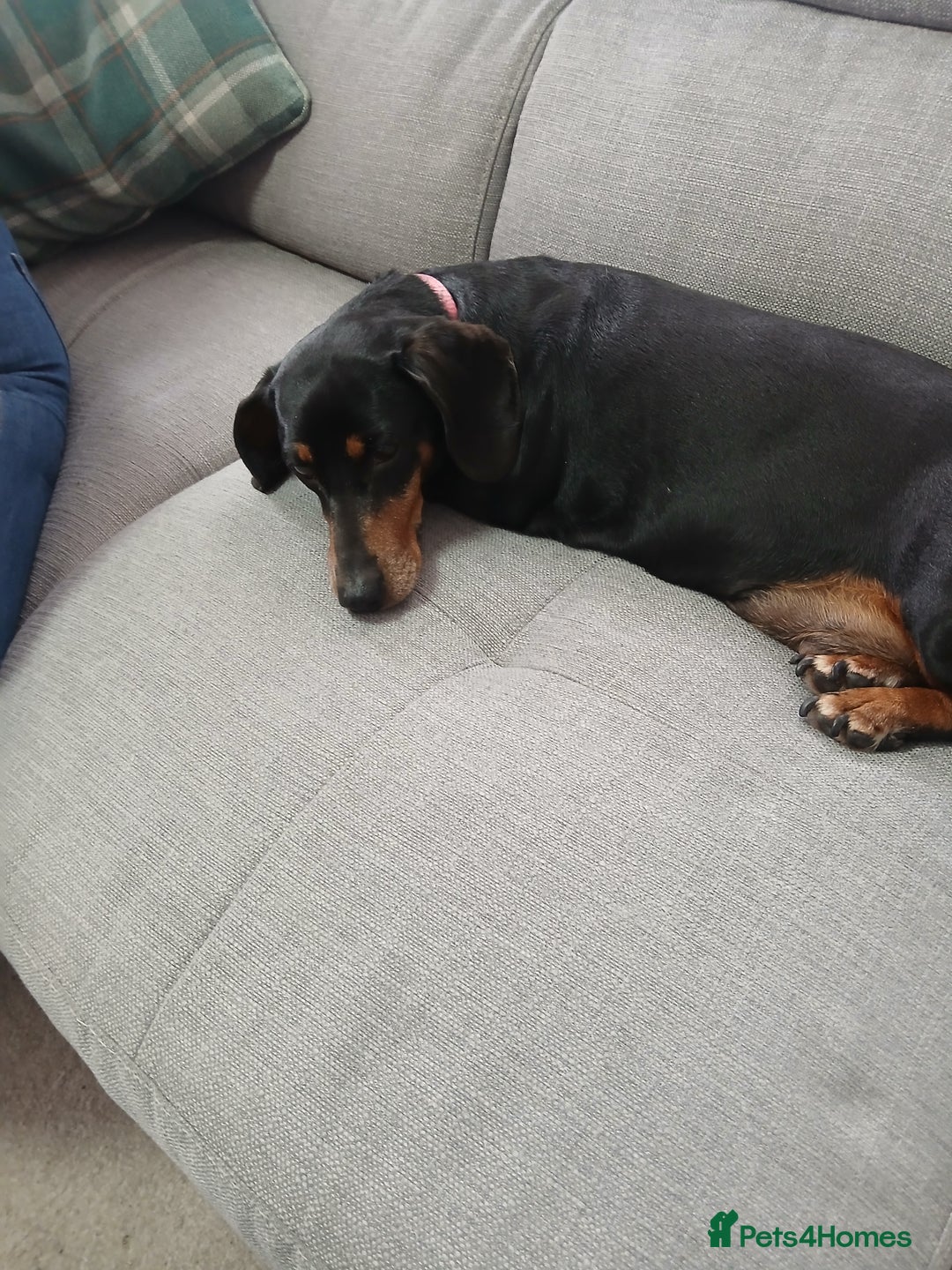 Dachshund dogs for sale: Dachshund girl for sale  - Image 2