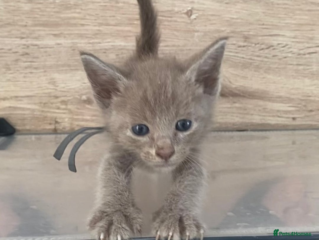 Mixed Breed cats for sale: Oriental X Siamese kittens  - Image 16