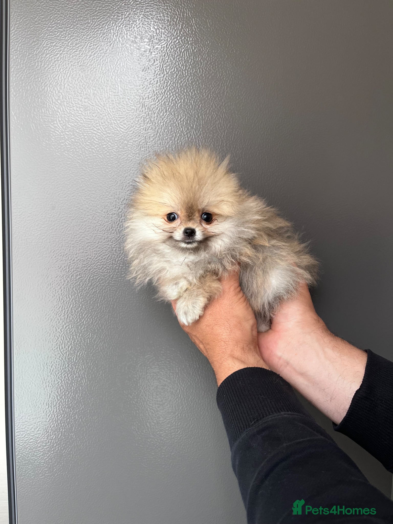 Pomeranian dogs 🐾Outstanding 🐻KC Registered  - Advert 2