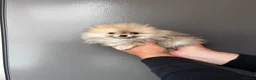 Pomeranian dogs for sale: 🐾Outstanding 🐻KC Registered  - Advert 2