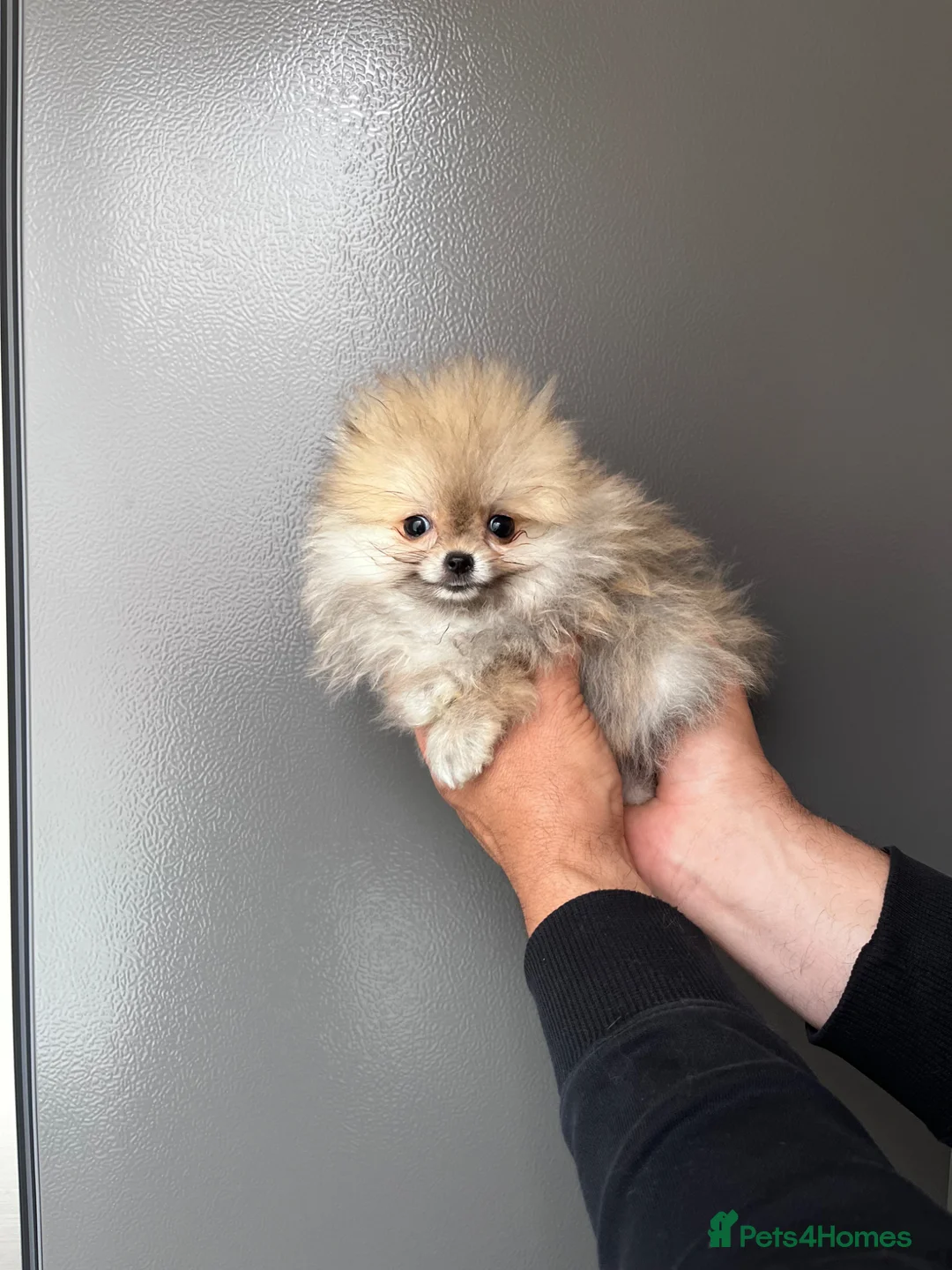 Pomeranian dogs for sale: 🐾Outstanding 🐻KC Registered  - Advert 2