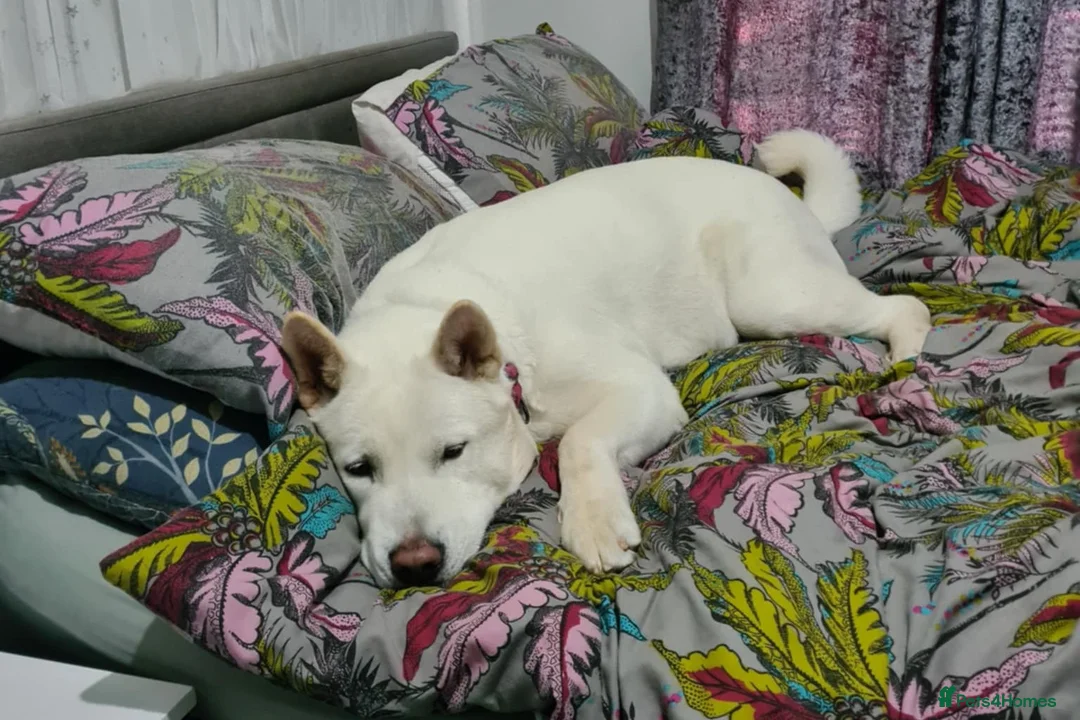 Huskita dogs for sale: Female Huskita 2 Years Old in Wigan - Advert 3