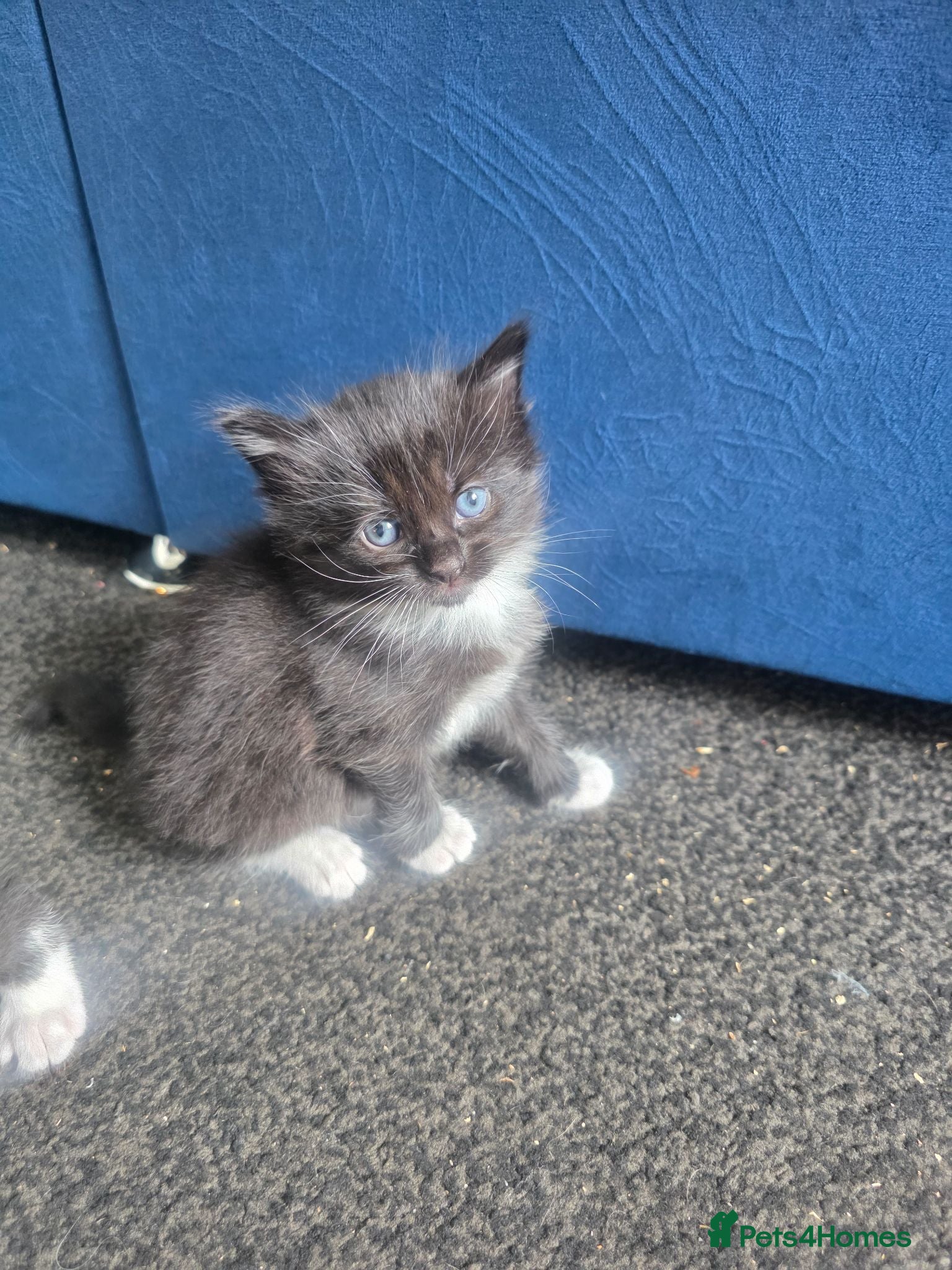 Mixed Breed cats Kittens  - Advert 6