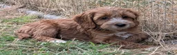 Cockapoo dogs for sale: Beautiful red pups from health tested parents - Advert 26