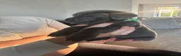 Cane Corso dogs for sale: 4 Pure Cane Corso Puppies Available Now  - Advert 9