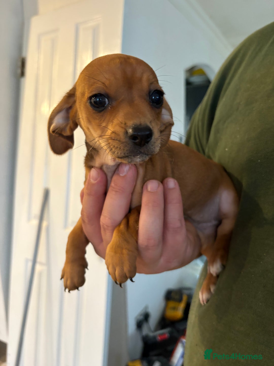 Chihuahua dogs for sale: Dachshund cross chihuahuas Puppys  - Advert 5