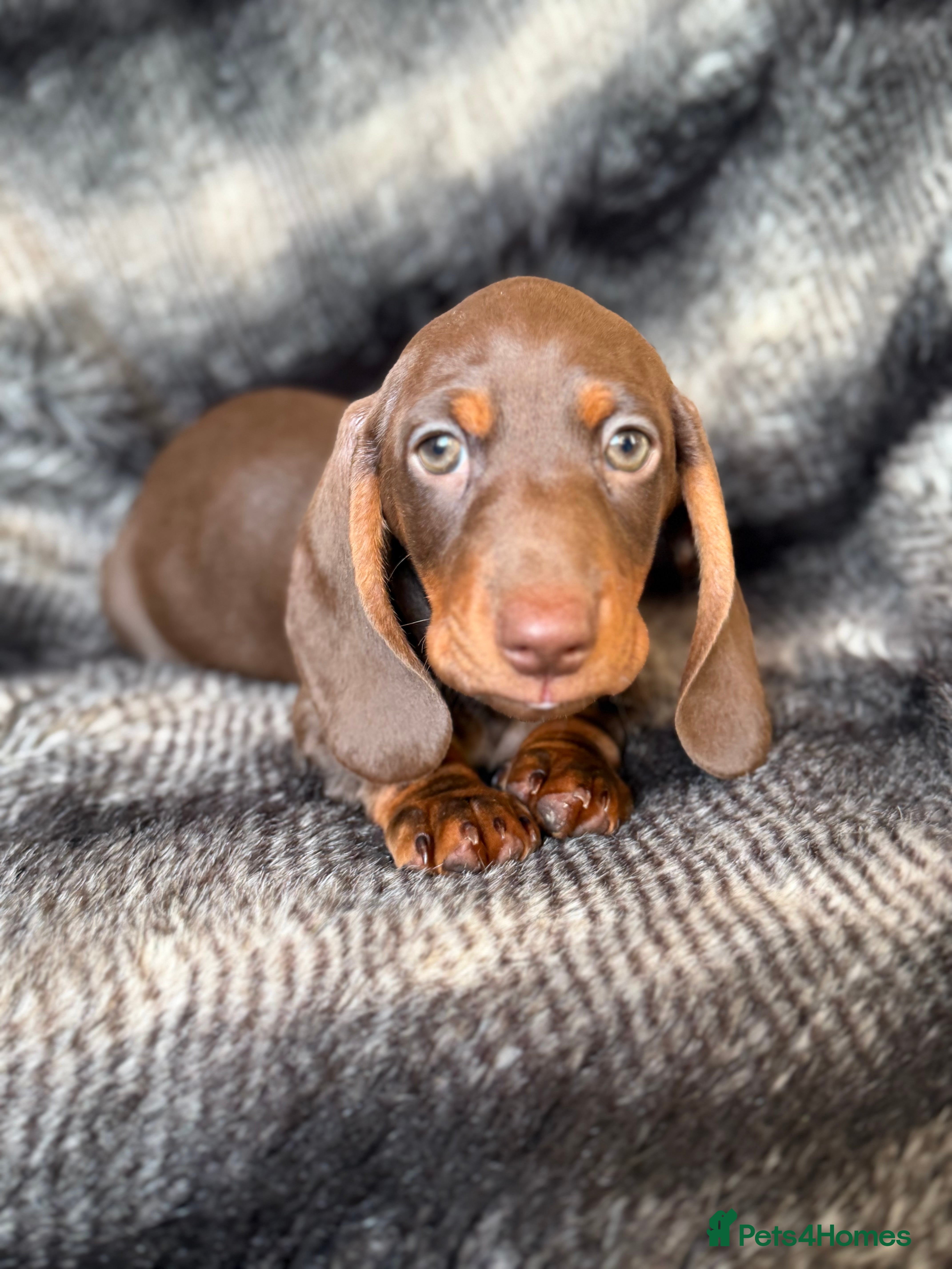 Miniature Dachshund dogs KC Registered Miniature Shorthaired Dachshund - Advert 1