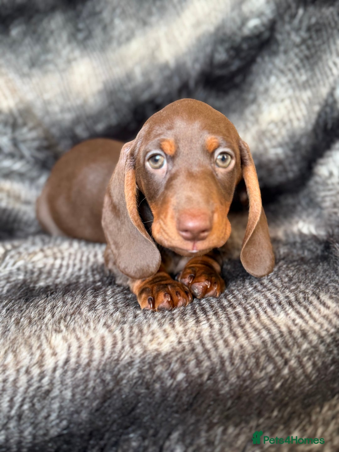Miniature Dachshund dogs for sale: KC Registered Miniature Shorthaired Dachshund - Advert 1