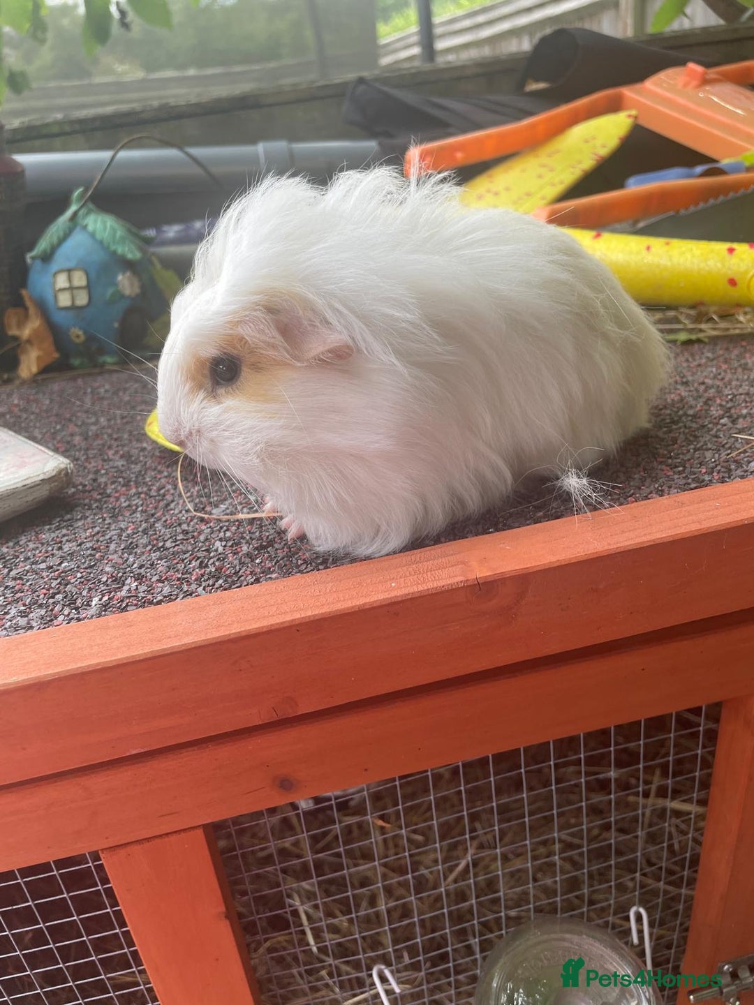 Guinea Pig rodents for sale: Peruvian cross Silkie baby gunieapigs  - Image 16