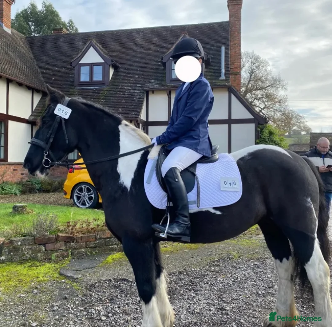 Other Breed horses for sale: Rosie 14hh 19yo cob mare,fun low-level all-rounder - Advert 1