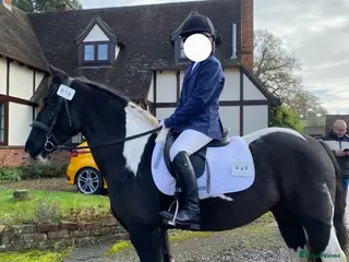 Other Breed horses for sale: Rosie 14hh 19yo cob mare,fun low-level all-rounder - Advert 2