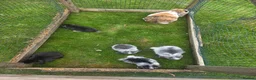 Mini Lop rabbits for sale: Mini lops  - Advert 7