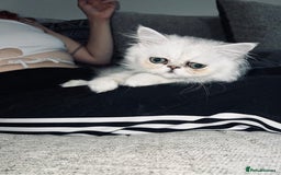 Persian cats for sale: Ready to leave - Persian chinchilla kittens♥️🐾 - Image 12