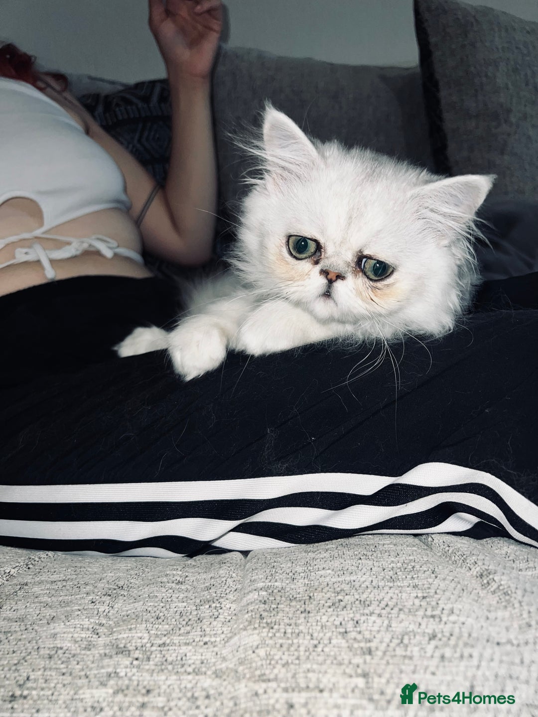 Persian cats for sale: Ready to leave - Persian chinchilla kittens♥️🐾 - Image 12
