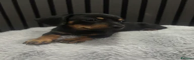 Chiweenie 4