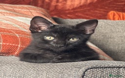 Mixed Breed cats for sale: Kitten  - Image 3