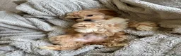 Maltipoo dogs for sale: Maltipoo puppy in Nottingham - Advert 1