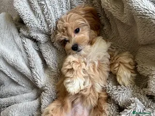 Maltipoo dogs Maltipoo puppy - Advert 1