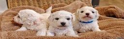 Bichon Frise dogs for sale: Sweet Bichon Frise puppies- Champion Bloodline  - Advert 10
