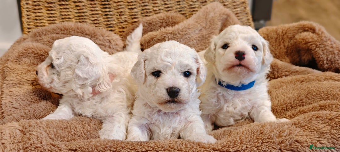 Bichon Frise dogs for sale: Sweet Bichon Frise puppies- Champion Bloodline  - Advert 10