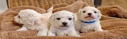 Bichon Frise dogs for sale: Sweet Bichon Frise puppies- Champion Bloodline  - Advert 17
