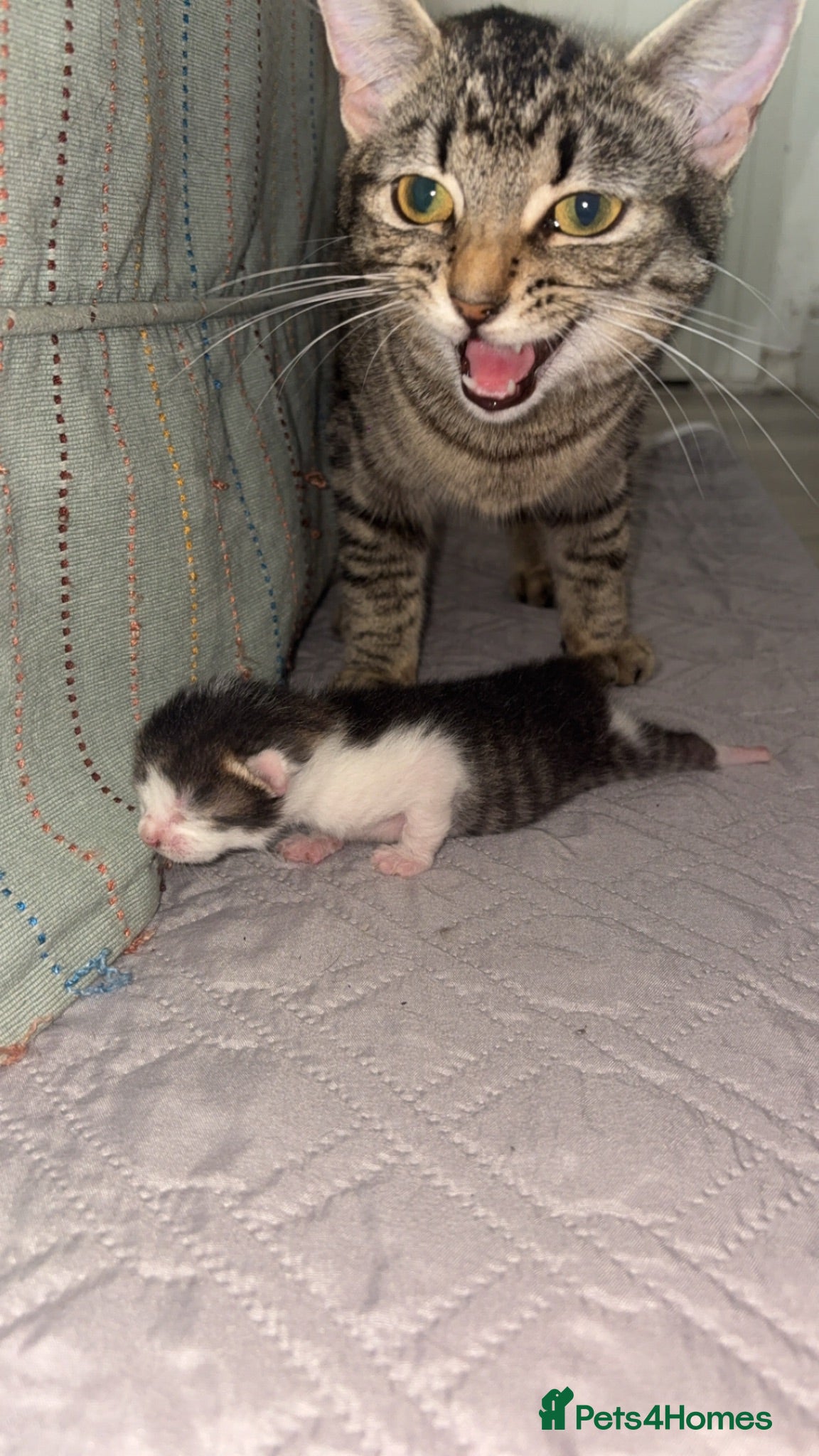 Egyptian Mau cats Tabby cats  - Advert 2
