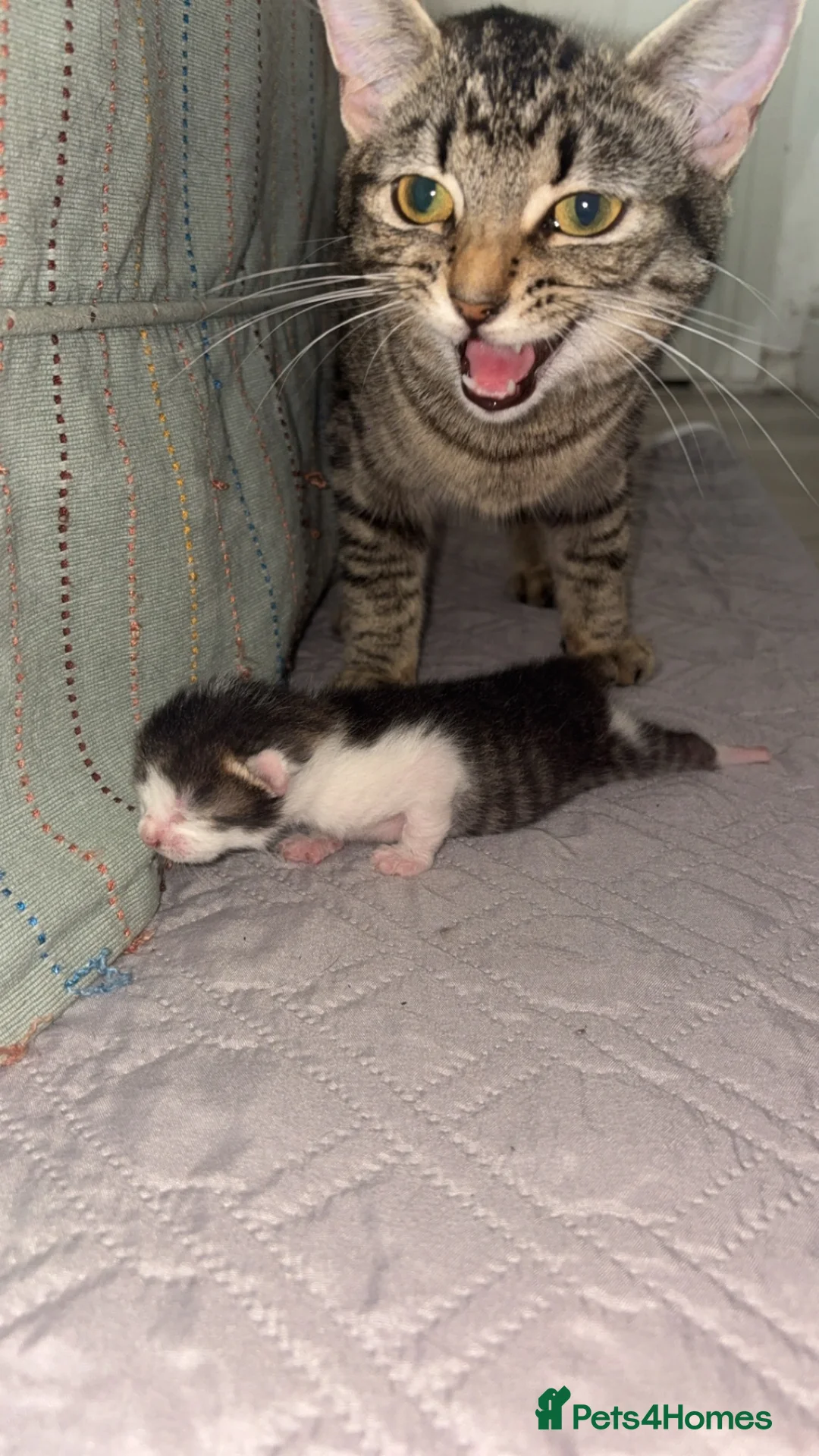 Egyptian Mau cats for sale: Tabby cats  in Burton-on-Trent - Advert 1