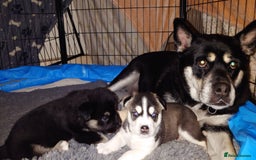 Mixed Breed dogs for sale: Husky x Malamute\English Bulldog - Image 7