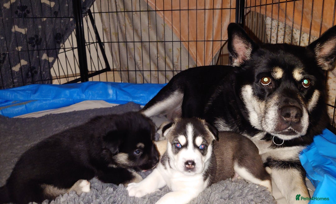 Mixed Breed dogs for sale: Husky x Malamute\English Bulldog - Image 7