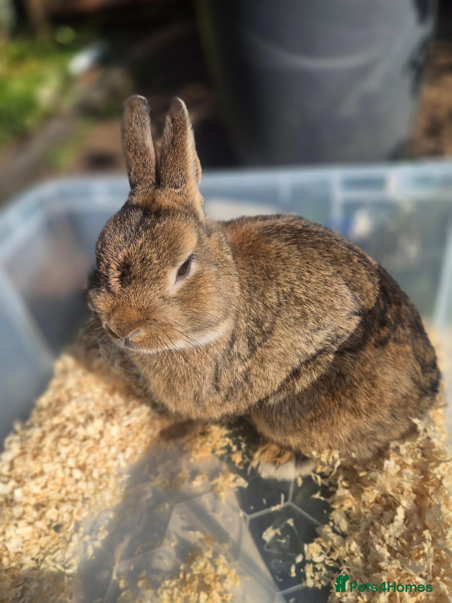 Netherland Dwarf rabbits Adult Netherlands dwarf buck for sale £40 - Advert 2