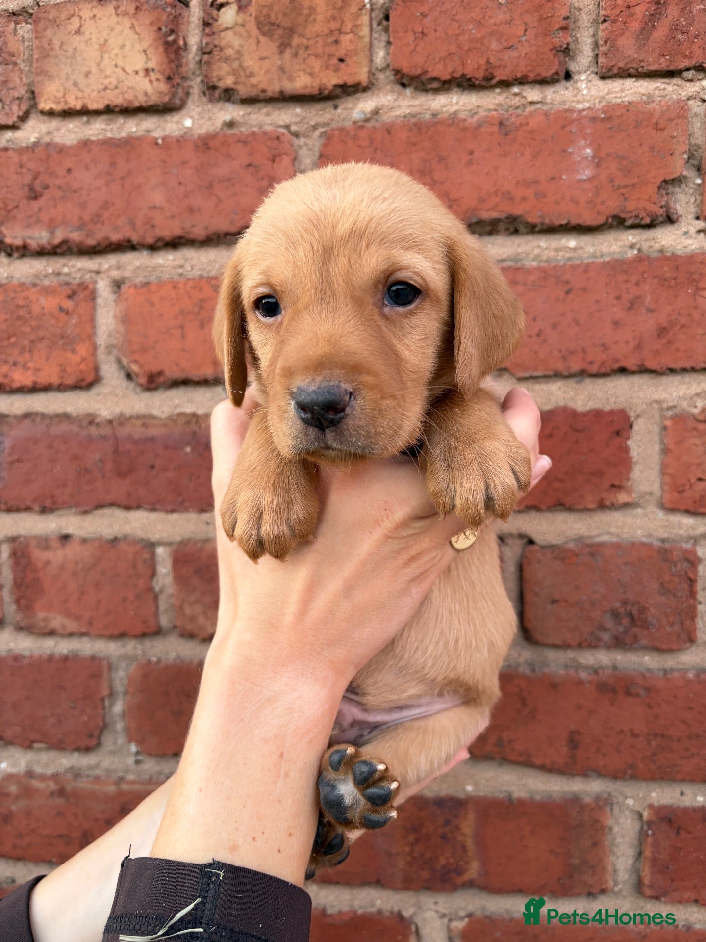 Mixed Breed dogs Vizslador puppies for sale - Advert 1