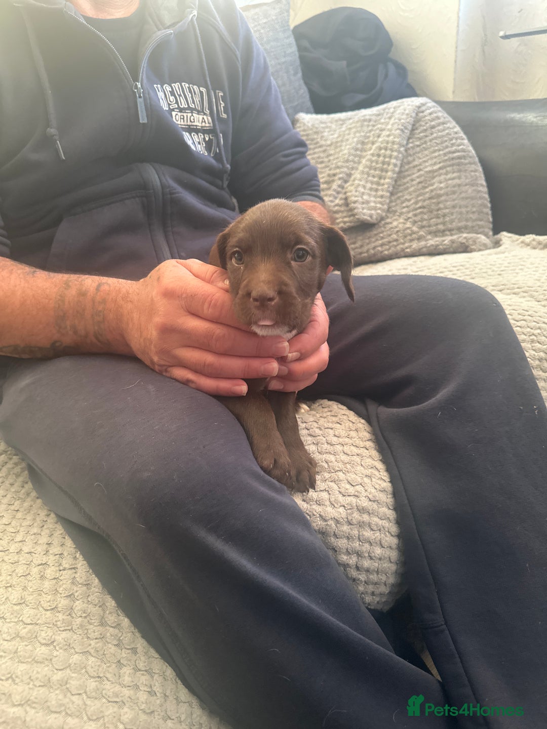 Mixed Breed dogs for sale: 7 beautiful puppies for sale  - Advert 2