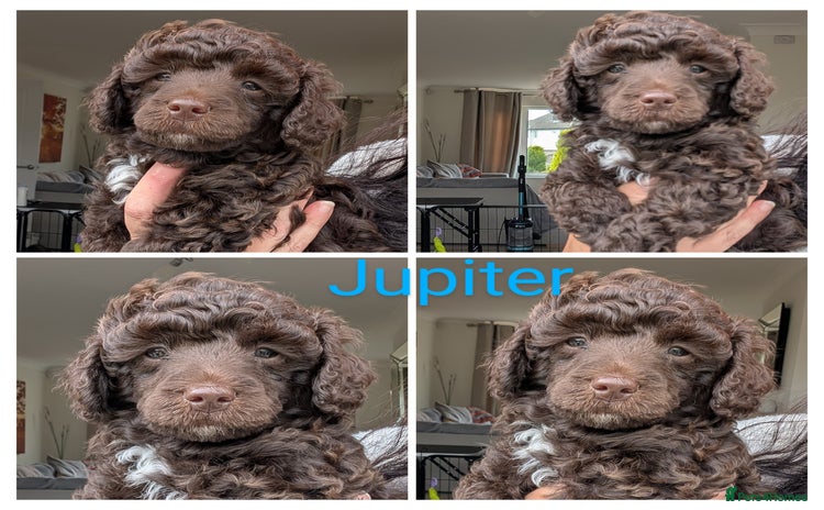 Miniature Poodle dogs - Advert 2