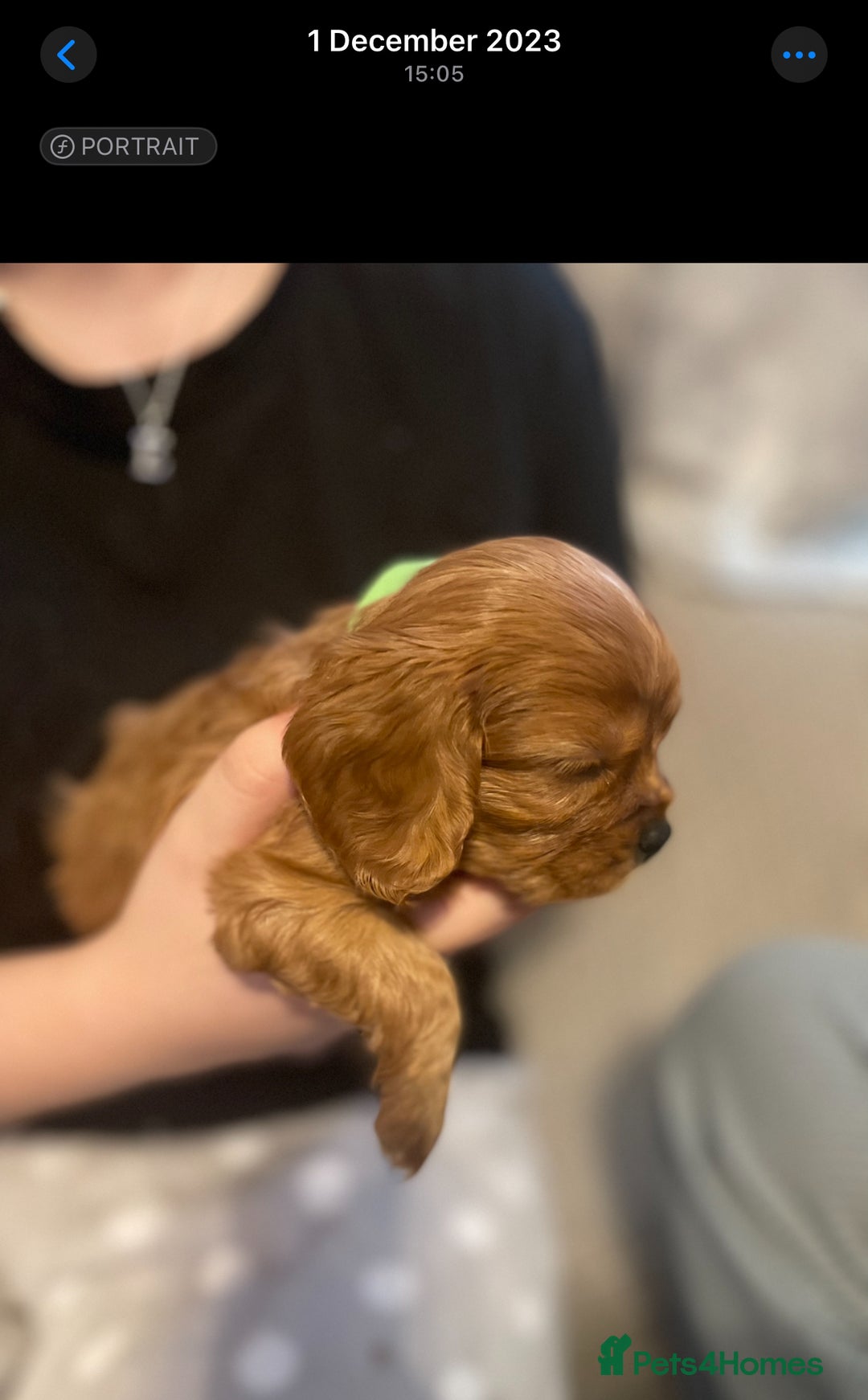 Cavalier King Charles Spaniel dogs for sale: Champion line Cavalier Pups -  **Waiting List** - Image 25