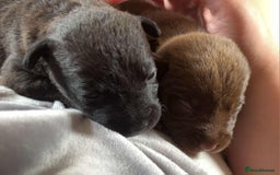 Patterdale Terrier dogs for sale: 2 beautiful female Patterdale pups  - Image 1