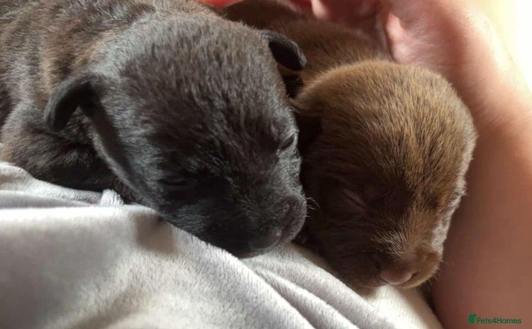 Patterdale Terrier dogs - Advert 1