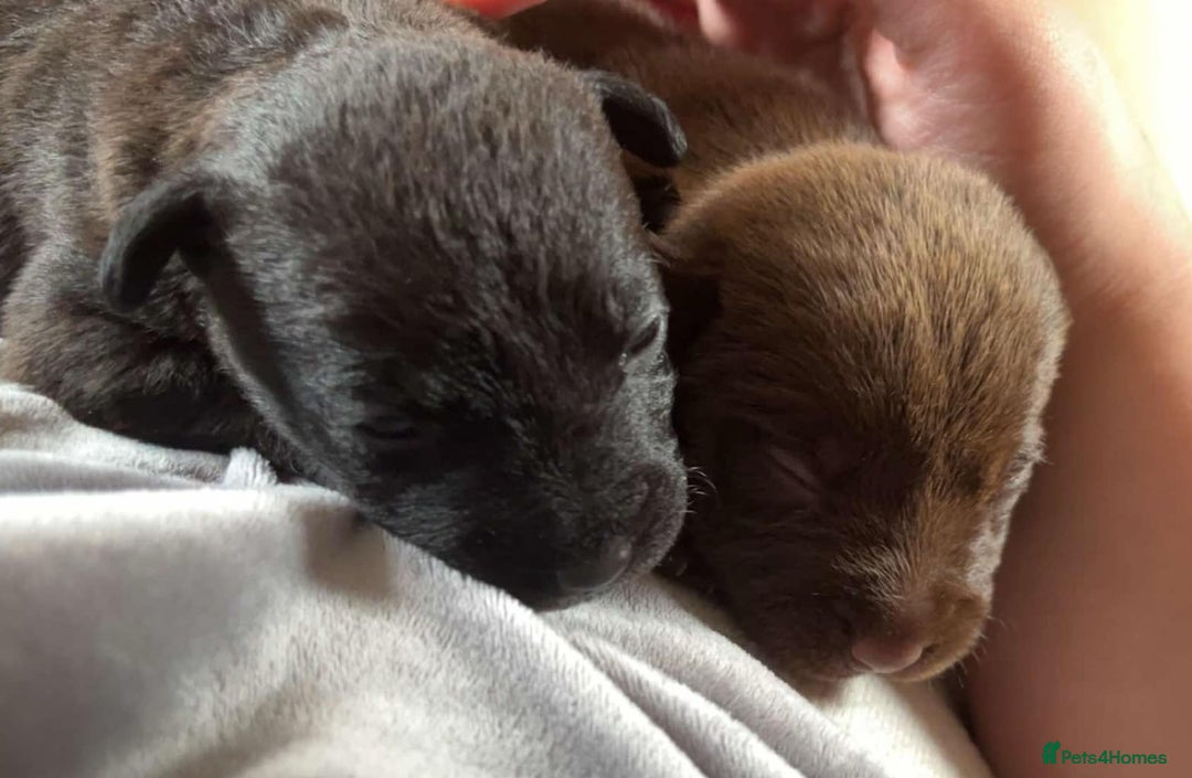 Patterdale Terrier dogs for sale: 2 beautiful female Patterdale pups  - Image 1