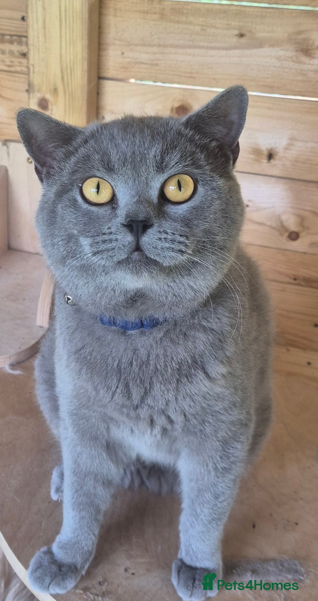 Bengal cats for sale: Bengal x British short hair - Advert 28