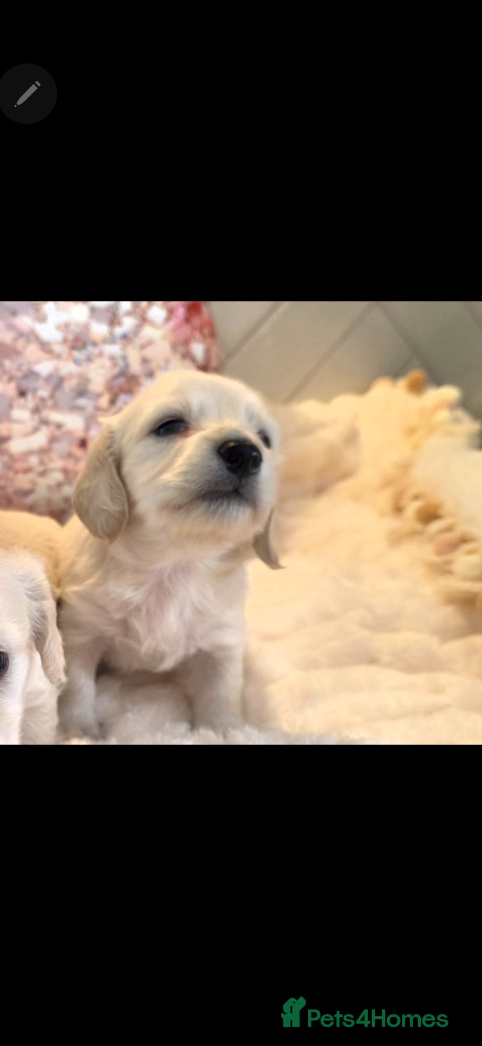 Miniature Dachshund dogs ⭐️ Stunning Clear Cream Miniature Dachshund boys⭐️ - Advert 1
