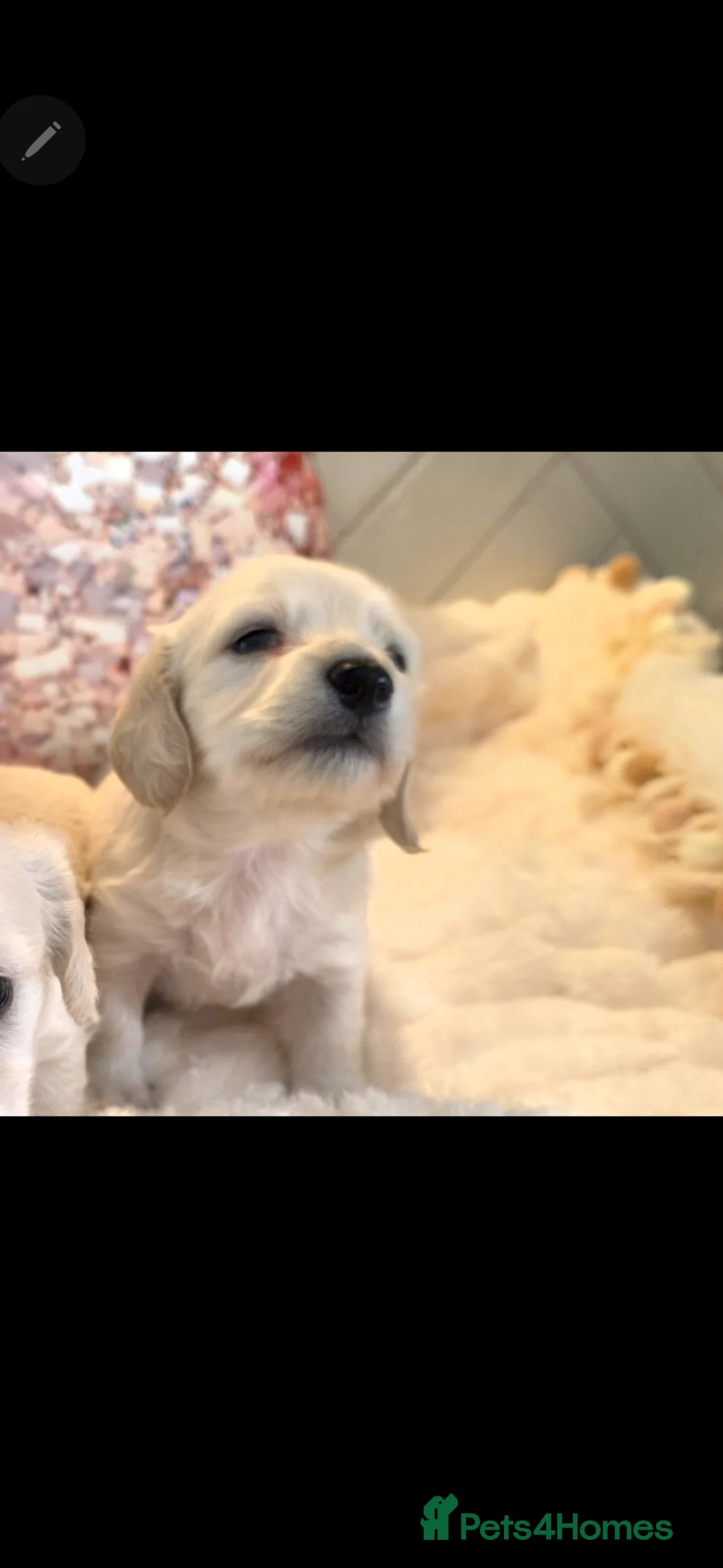 Miniature Dachshund dogs for sale: ⭐️ Stunning Clear Cream Miniature Dachshund boys⭐️ - Advert 1