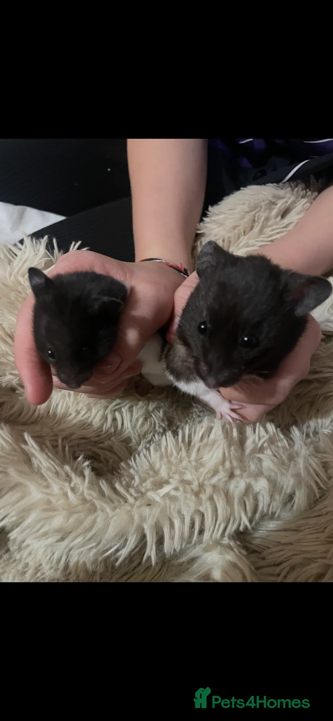 Hamster rodents for sale: Syrian hamsters - Advert 2