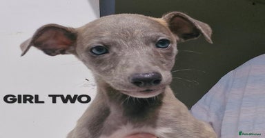 Whippet dogs - Advert 4