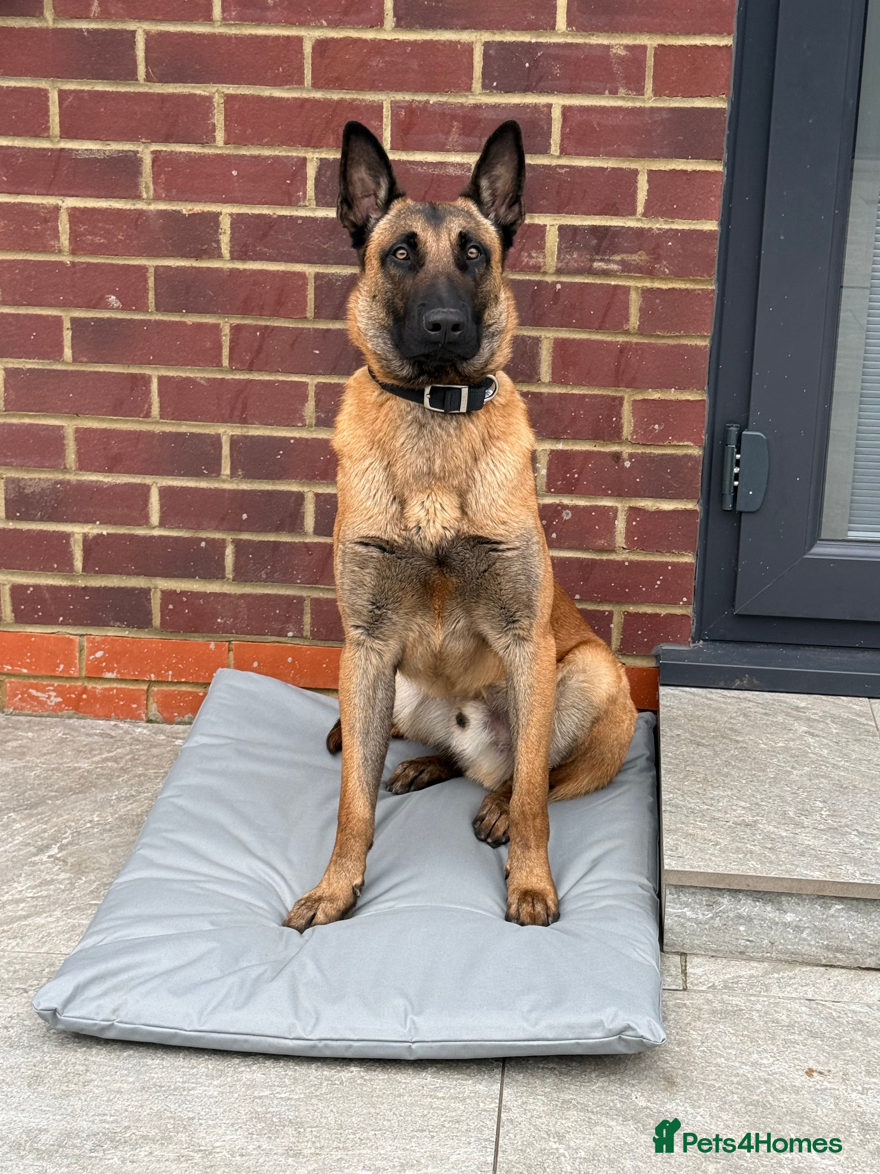 Belgian Shepherd Dog dogs Rex - 9months Pure Breed  - Advert 11