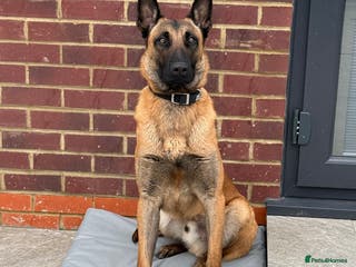 Belgian Shepherd Dog dogs Rex - 9months Pure Breed - Advert 4