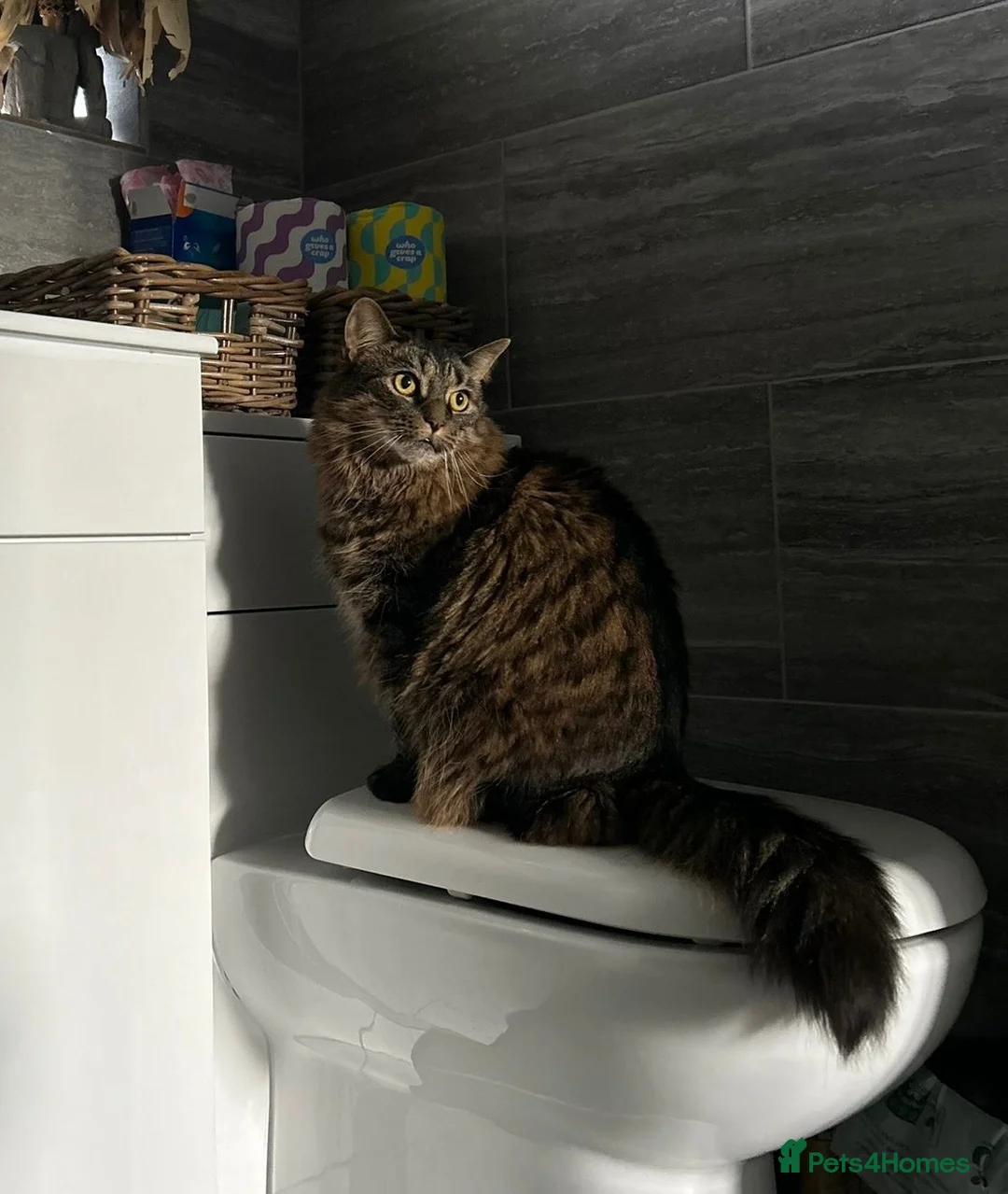 Domestic Shorthair cats for sale: Home for Lilly in Twickenham - Advert 6