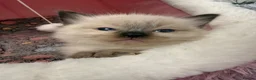 Ragdoll cats for sale: Ragdoll in Telford - Advert 10