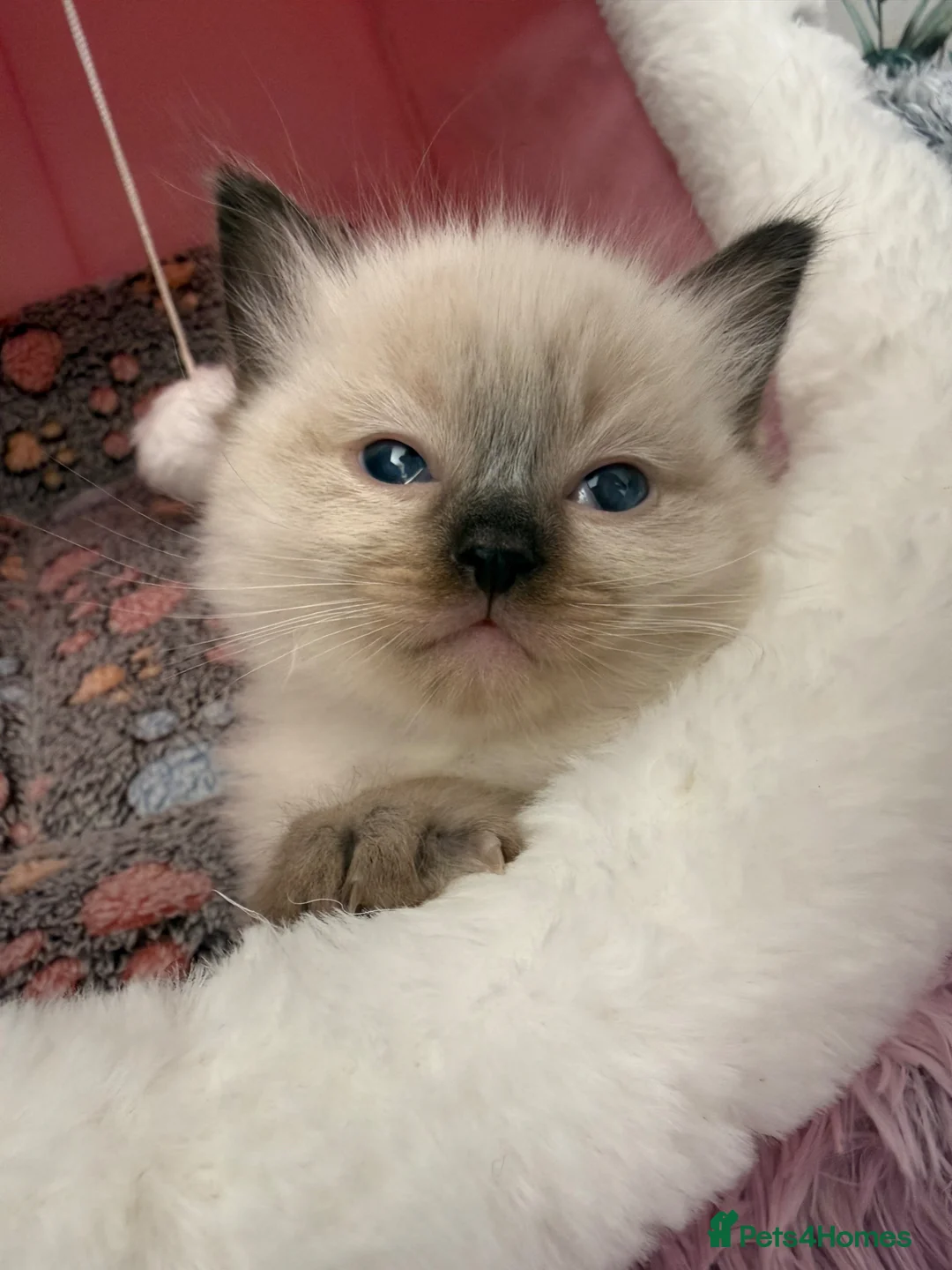 Ragdoll cats for sale: Ragdoll in Telford - Advert 10