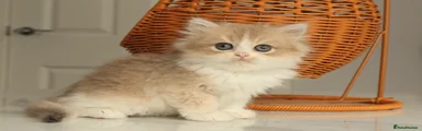 Rare Bicolor Cinnamon Golden British Longhair 1